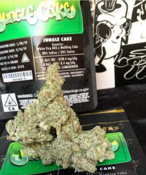 jungle cake jungle boys