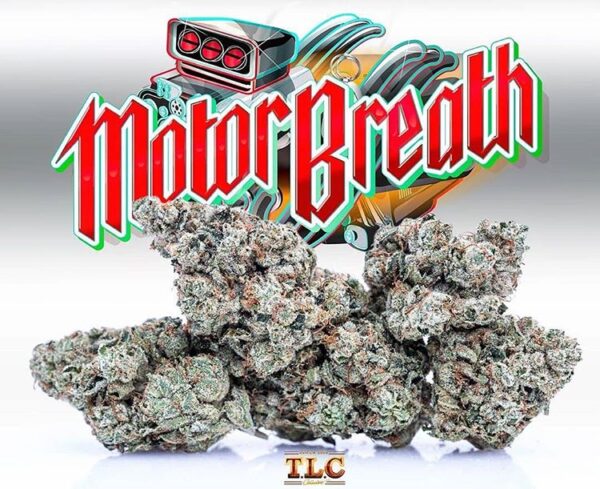 Buy motor breath jungle boys online