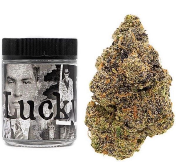 Buy Lucky backpack boyz online