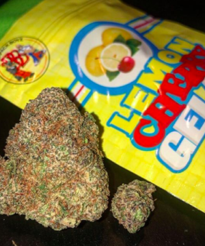 Buy lemon cherry gelato backpack boyz