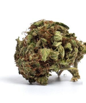 buy brain freeze strain online