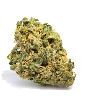 buy hash plant strain online