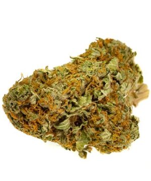 buy harlequin strain online