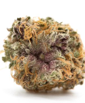 Buy Purple Urkle Strain Online